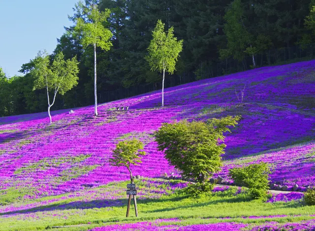 網走郡 ひがしもこと芝桜公園 評判 案内 トリップドットコム