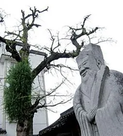 Ginkgo around Lubang Tomb