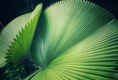 Palm Garden, South China Botanical Garden 熱門景點照片
