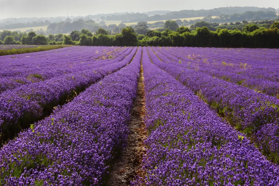 Huocheng Lavender Fields2