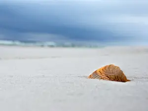 貝殼沙灘