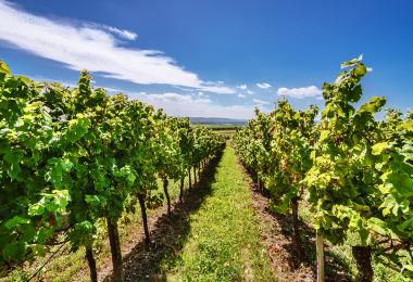Barossa valley Estate Winery Popular Attractions Photos