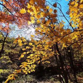 Couple Tree