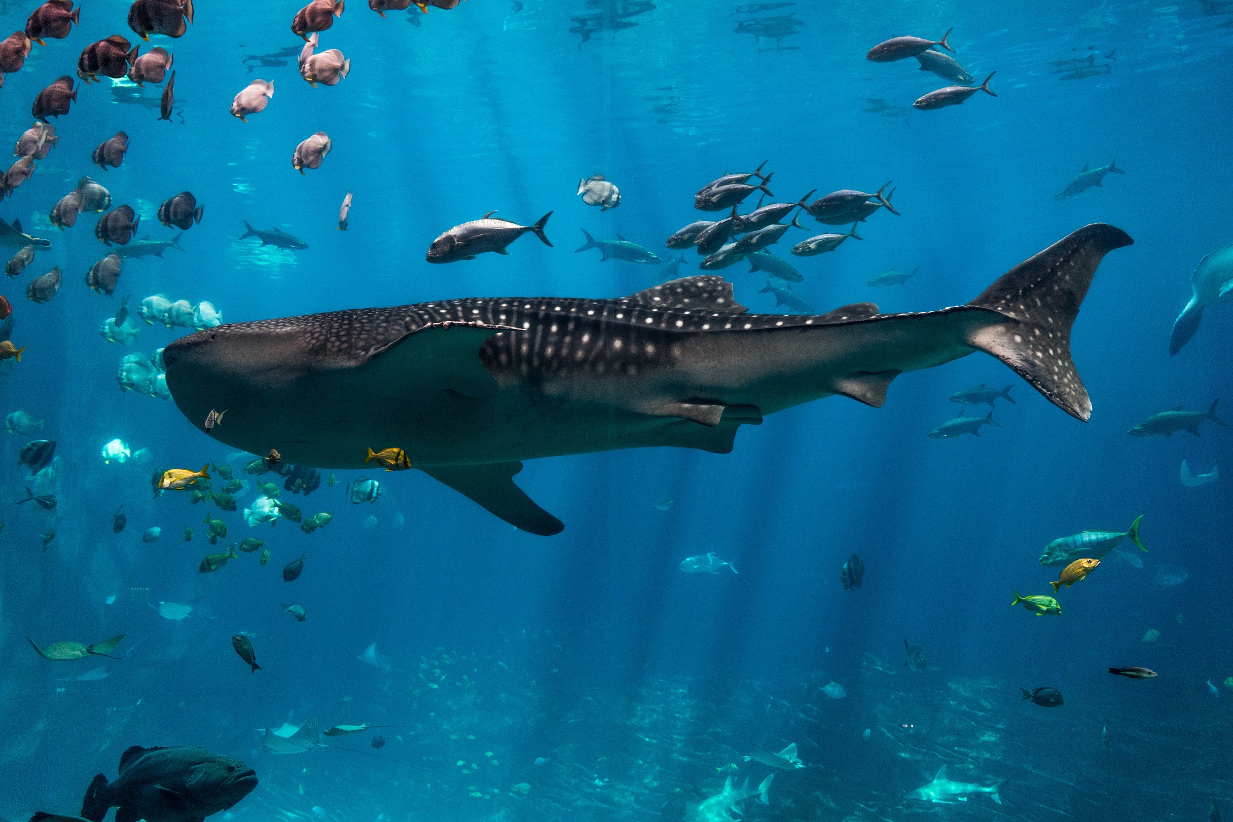 ジョージア水族館 評判 案内 トリップドットコム