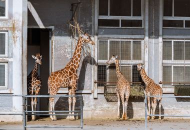 Shanghai Zoo Popular Attractions Photos