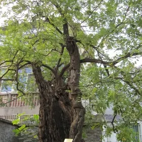 Thousand-Year-Old Locust of Tang Dynasty