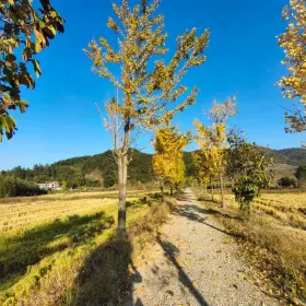 Dachen Scenic Area
