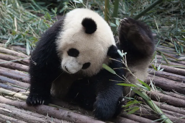 Taipei Zoo