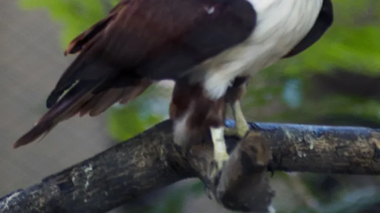 Penang Bird Park Travel Guidebook Must Visit Attractions In Central Seberang Perai Penang Bird Park Nearby Recommendation Trip Com