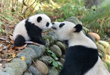 Bifengxia Giant Panda Base Popular Attractions Photos