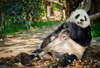 Bifengxia Panda Reserve 명소 인기 사진