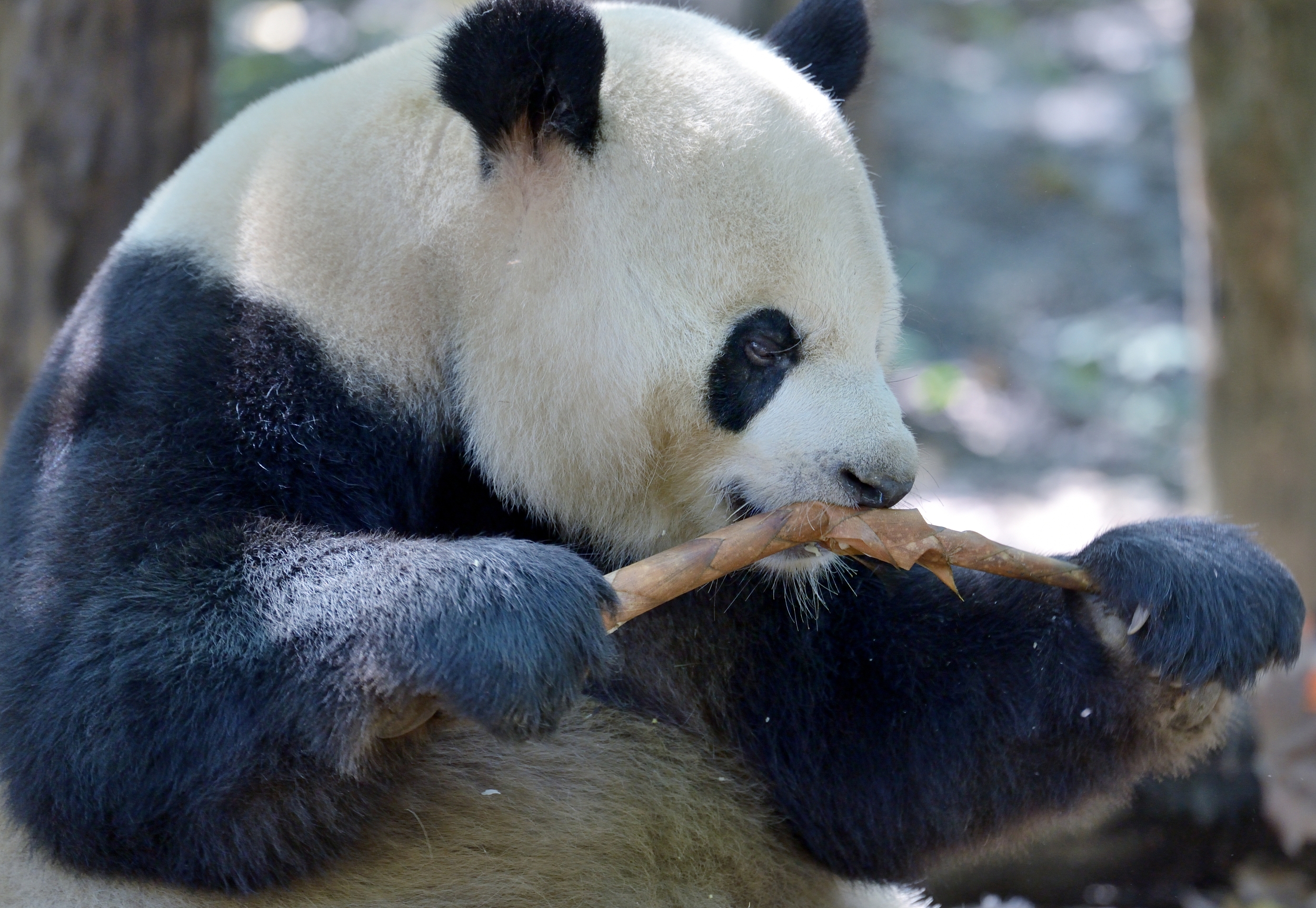卧龙大熊猫自然保护区