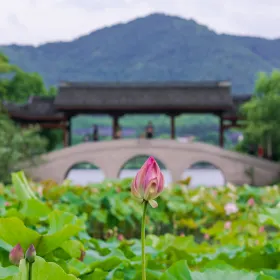 Lotus Village
