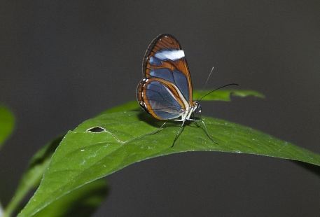 Monteverde Butterfly Garden (Jardin de Mariposas)