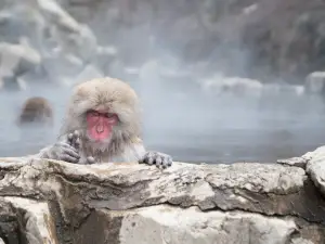 Snow Monkey Park (Jigokudani Yaen Koen)