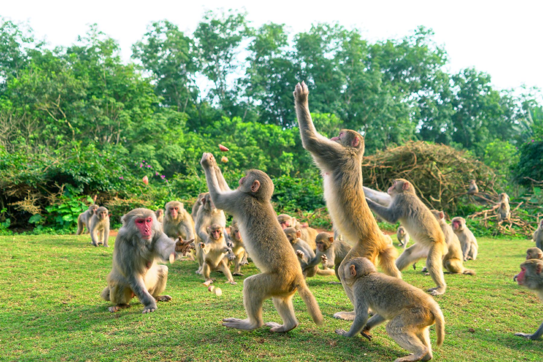 海南熱帶野生動植物園