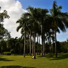 Palm Garden