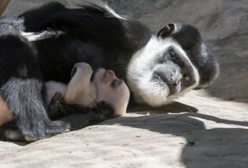 쉬저우동물원 명소 인기 사진