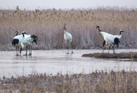 Yancheng Red-Crowned Crane Nature Reserve