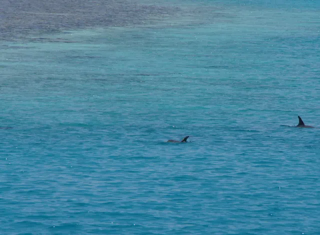 Dolphin Bay3
