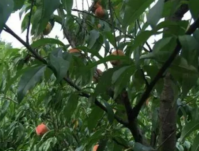 Wugongshan Yellow Peach Garden