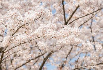 Randen Cherry Blossom Tunnel Popular Attractions Photos