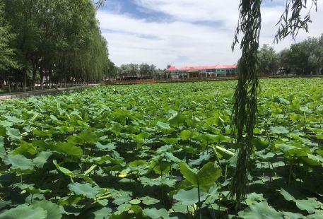 Ten Thousand Mu of Lotus Garden