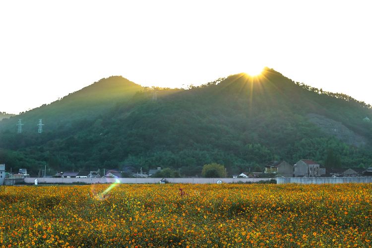 山中湖 山中湖 花の都公園 評判 案内 トリップドットコム