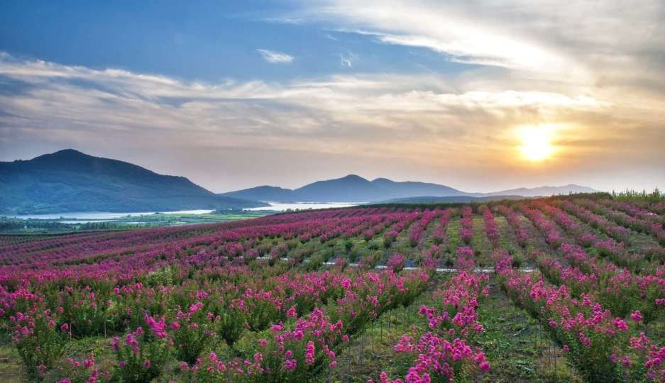 屈家岭文化遗址