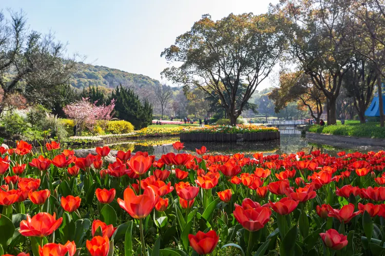 萬博紀念公園旅遊攻略指南 萬博紀念公園評價 萬博紀念公園附近推薦 Trip Com