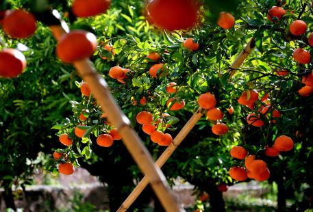 Langshan Navel orange Orchard