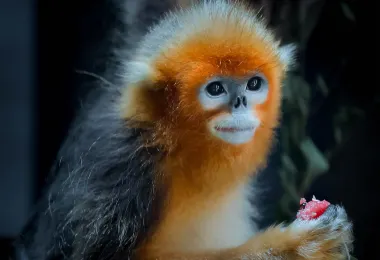Shenyang Forest Wild Zoo Popular Attractions Photos
