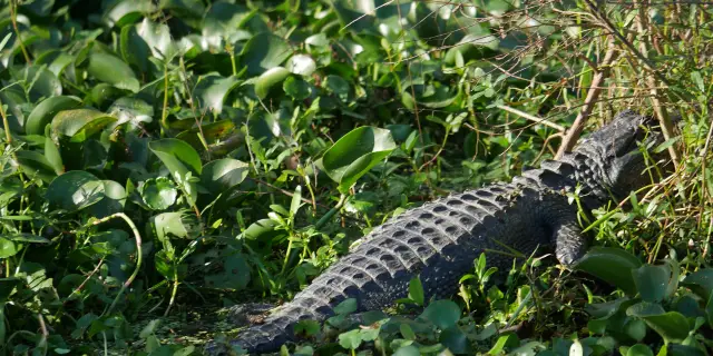 Everglades National Park 2023 Top Things to Do - Everglades National Park  Travel Guides - Top Recommended Everglades National Park Attraction  Tickets, Hotels, Places to Visit, Dining, and Restaurants 