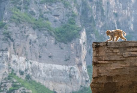 太行山獼猴國家級自然保護區