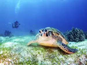 海龜保育中心