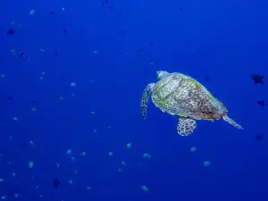 Tasik Ria Resort Diving
