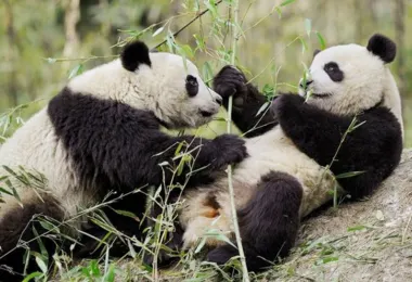 Hanzhong Foping Panda Natural Reserve 명소 인기 사진