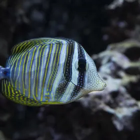 Kelly Tarlton's SEA LIFE Aquarium