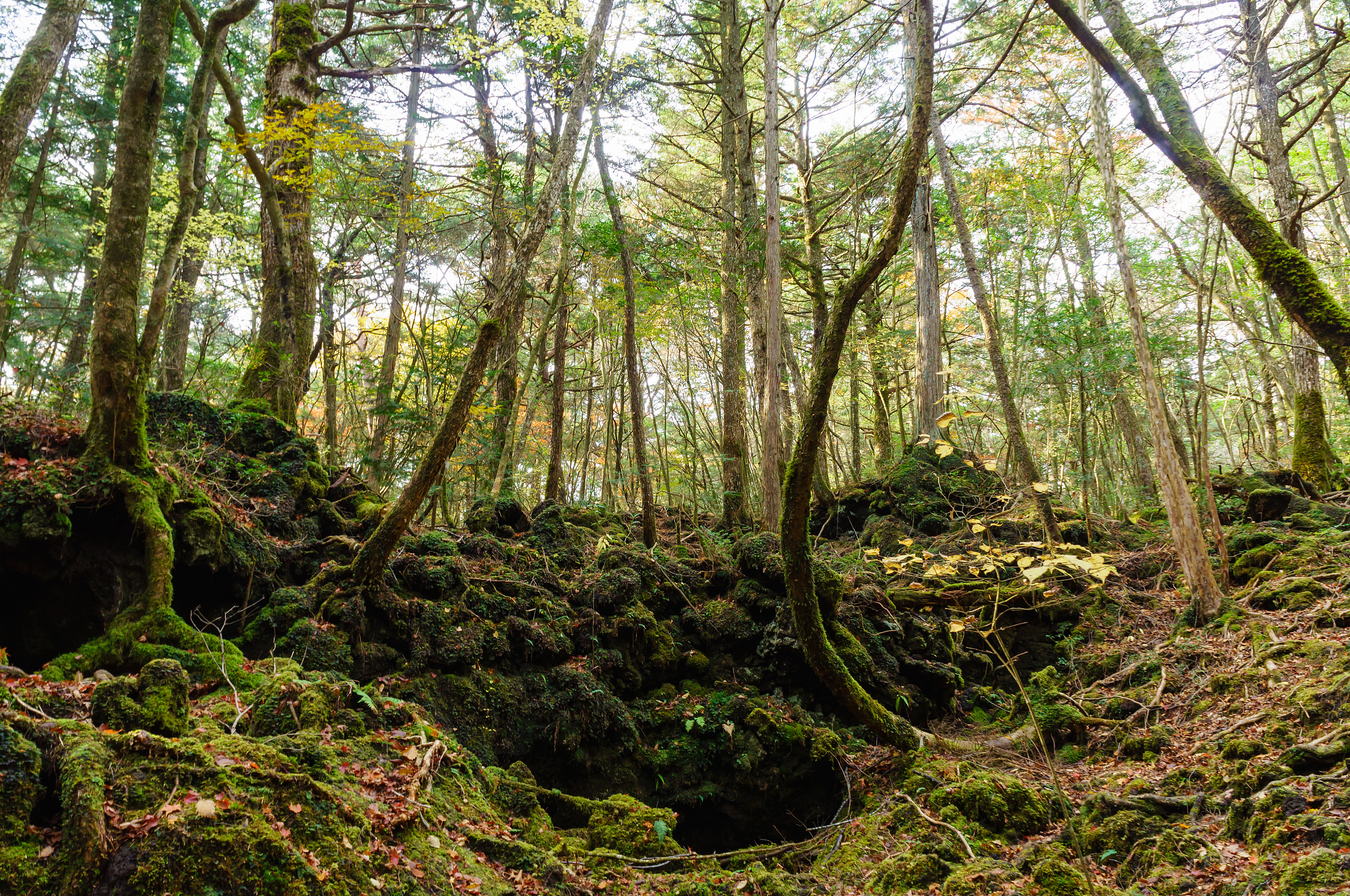 富岳風穴景點評論 富岳風穴門票 富岳風穴優惠 富岳風穴交通 地址 開放時間 富岳風穴附近景點 飯店與美食 Trip Com