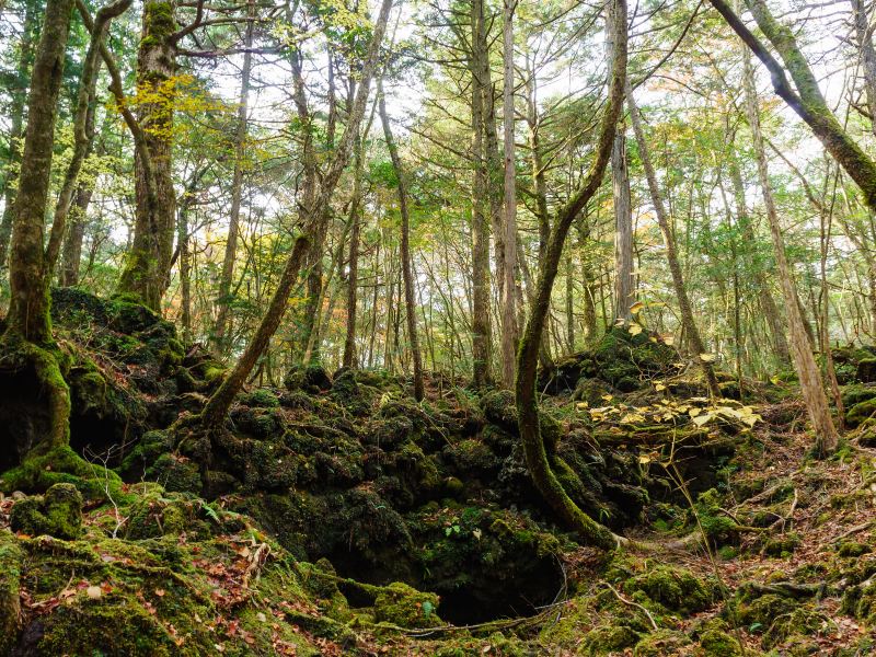 Aokigahara Photos Photos of Fujikawaguchiko Attractions Trip Moments