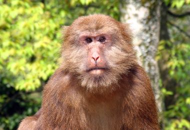 어메이산(아미산) 자연 생태 원숭이 보호구역 명소 인기 사진