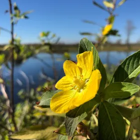 North Dike Park