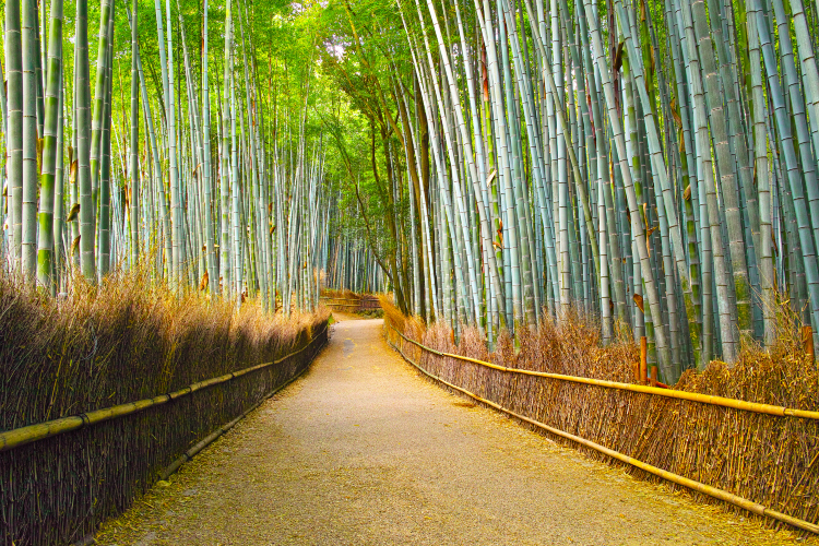 嵐山竹林小徑圖片 京都景點的照片 Trip Moments 貼文