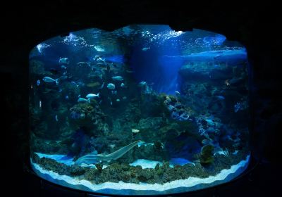Fakieh Aquarium