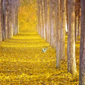 Ginkgo Avenue