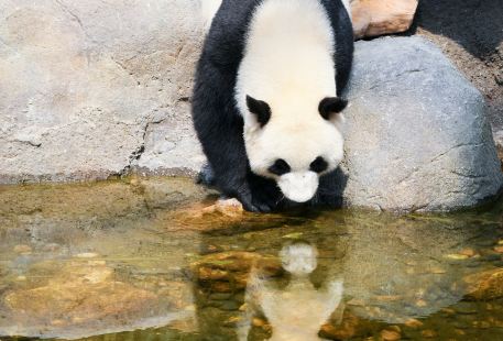 休寧大熊貓生態樂園