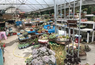 肉嘟嘟多肉植物園(番禺廣場) 熱門景點照片