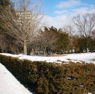 Mao Lily賞楓之旅 北海道的紅葉 我們走過的十載遊記攻略 Trip Com遊玩攻略