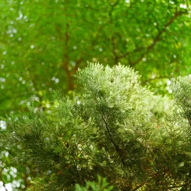 Zhaolin Park