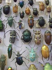 พิพิธภัณฑ์แมลงโลกและสิ่งมหัศจรรย์ธรรมชาติ